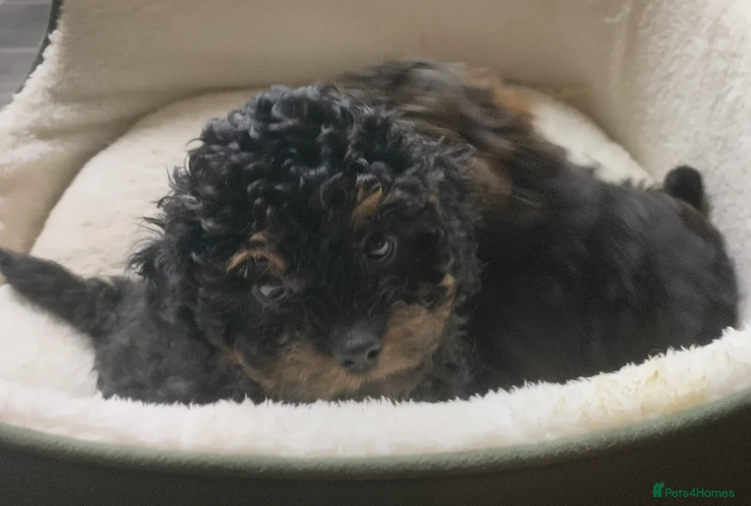 Shihpoo dogs for sale: F1b Fully Health Tested Shihpoo - Advert 9