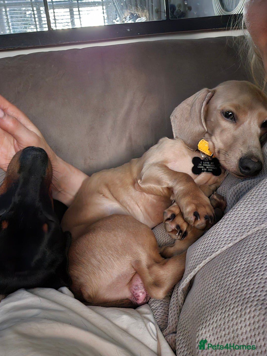 Miniature Dachshund dogs for sale: Minature Daschund - Image 7