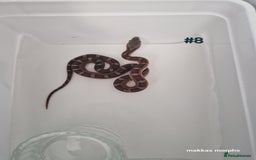 Corn Snake reptiles for sale: Scaleless & het scaleless bloodred pied sided - Image 8