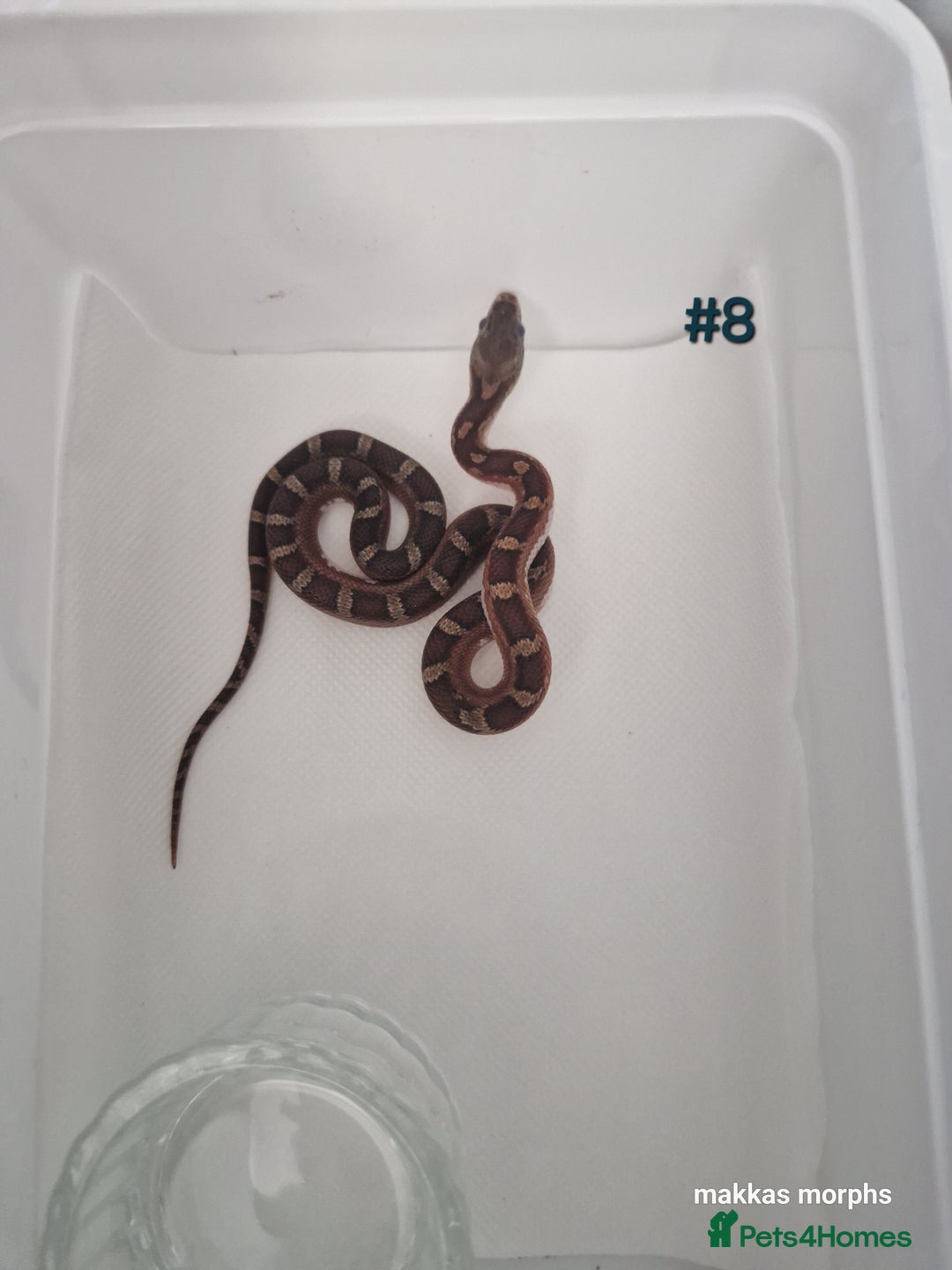 Corn Snake reptiles for sale: Scaleless & het scaleless bloodred pied sided - Image 8