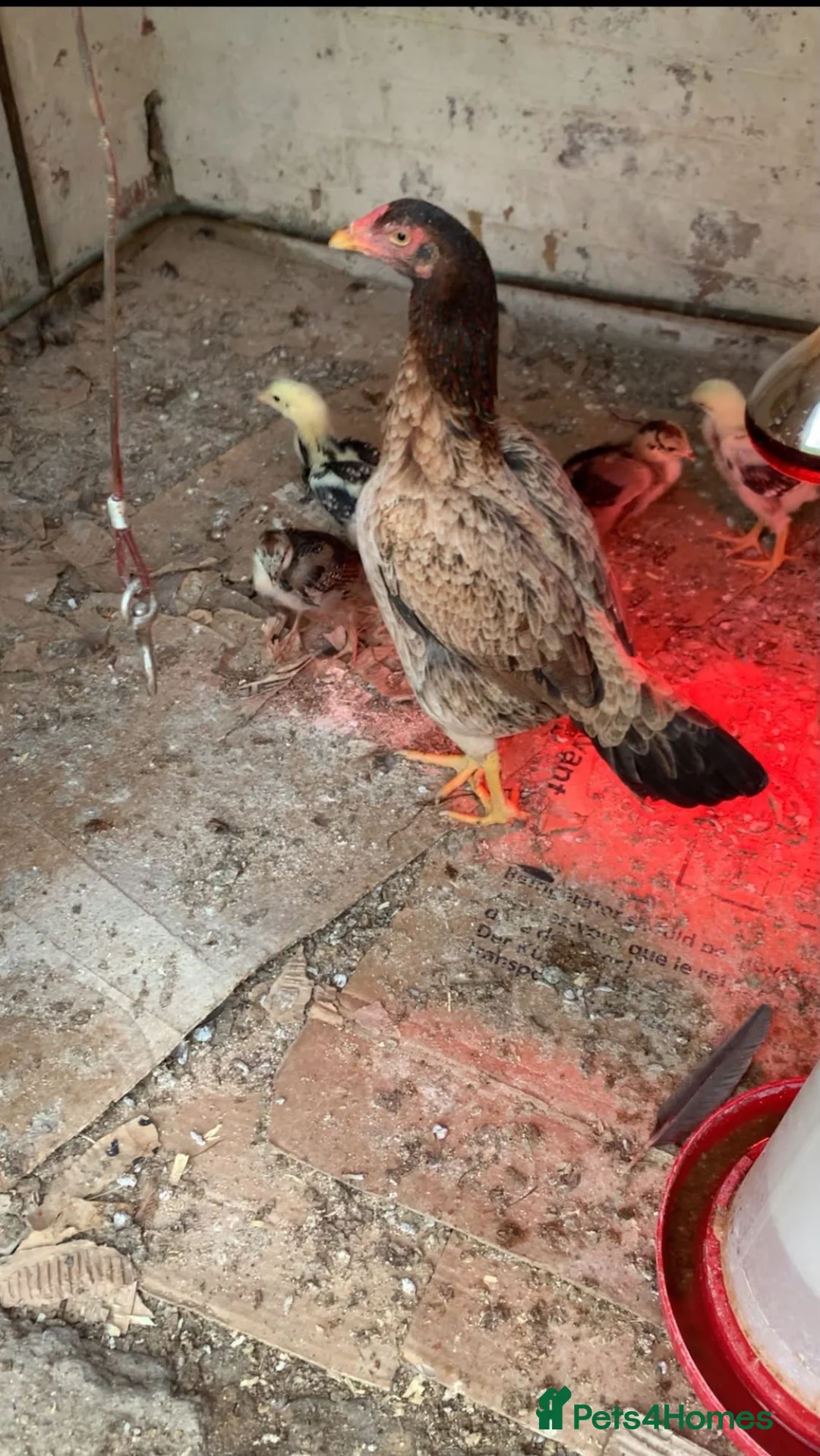 Mixed Breed birds for sale: Shamo Aseel male  - Advert 2
