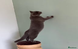 Domestic Shorthair cats for sale: 4 Adorable Kittens Ready for their Forever Homes! - Image 12