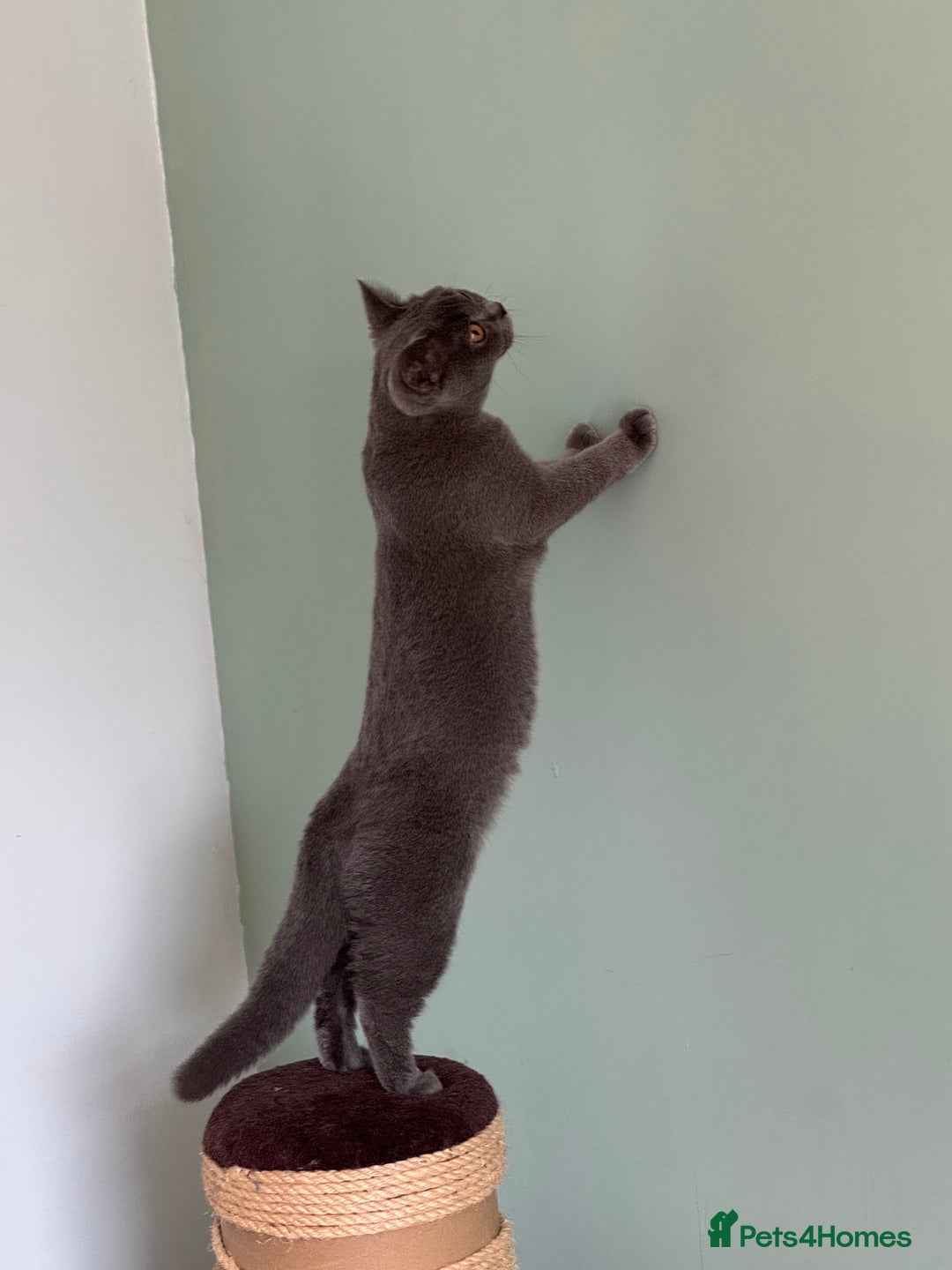 Domestic Shorthair cats for sale: 4 Adorable Kittens Ready for their Forever Homes! - Image 12
