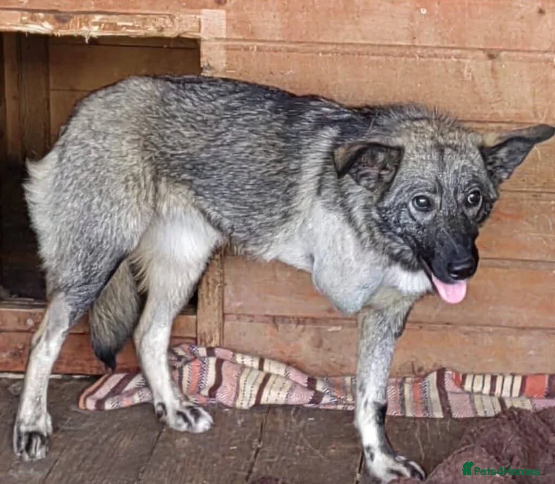 Mixed Breed dogs for adoption: Meet Rosa, currently residing in Guildford  in Guildford - Advert 8