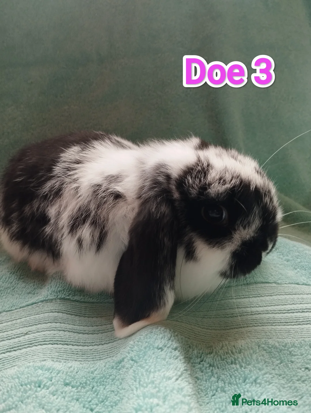 Mini Lop rabbits for sale: 5 Mini Lop Doe's looking for homes 🥰 - Advert 6