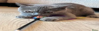 Kitten 2