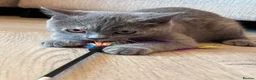 British Shorthair cats for sale: 2 Gorgeous, Loving, Friendly, BSH Female Kittens in Gravesend - Advert 6