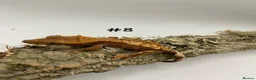 Gecko reptiles for sale: Adult + Juvenile Crested Geckos inc. Lilly Whites - Advert 16