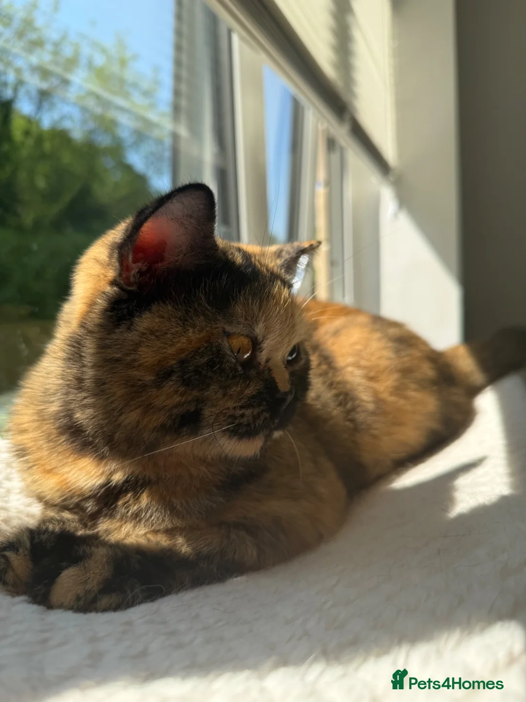 British Shorthair cats for sale: Tortie Female BSH **ACTIVE** GCCF Registered - Advert 11