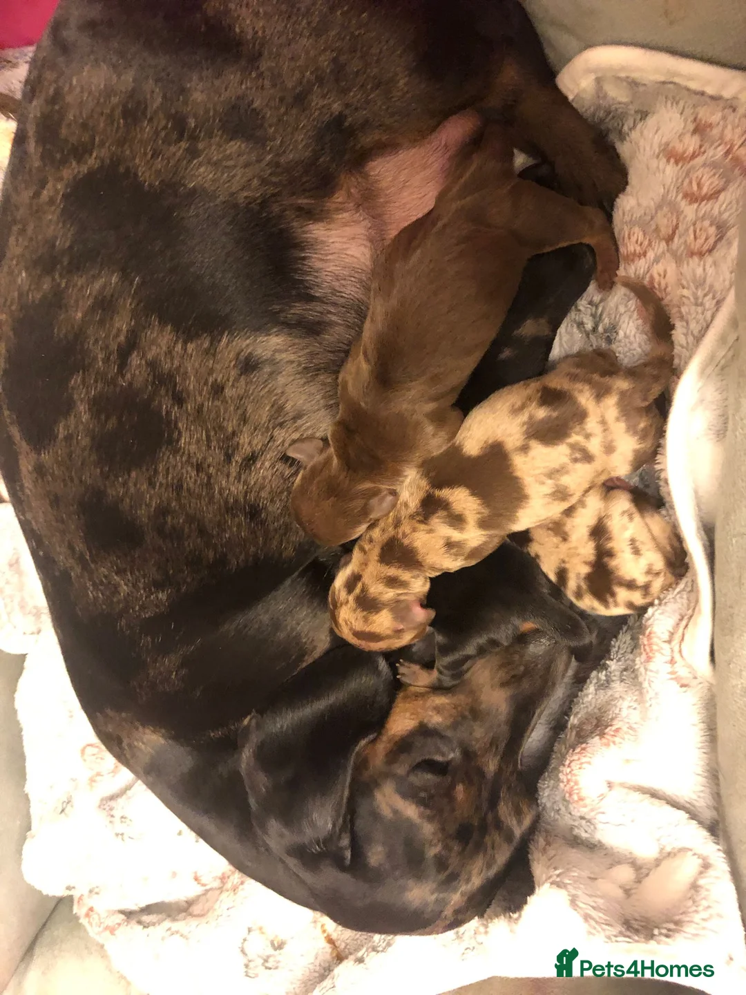 Miniature Dachshund dogs for stud: Proven Miniature Dashhound For Stud  in Wolverhampton - Advert 2