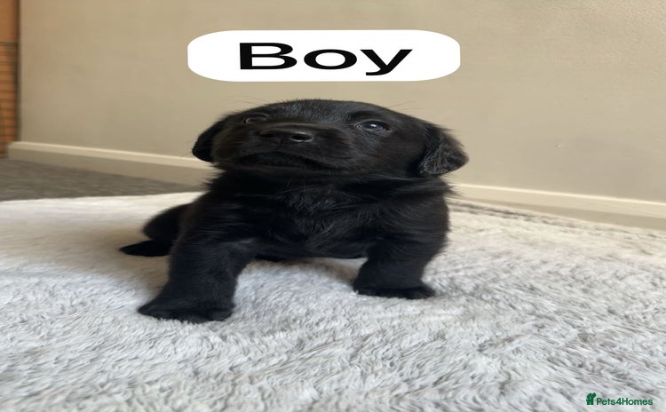 Labrador Retriever dogs - Advert 3