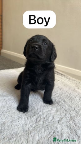 Labrador Retriever dogs - Advert 3