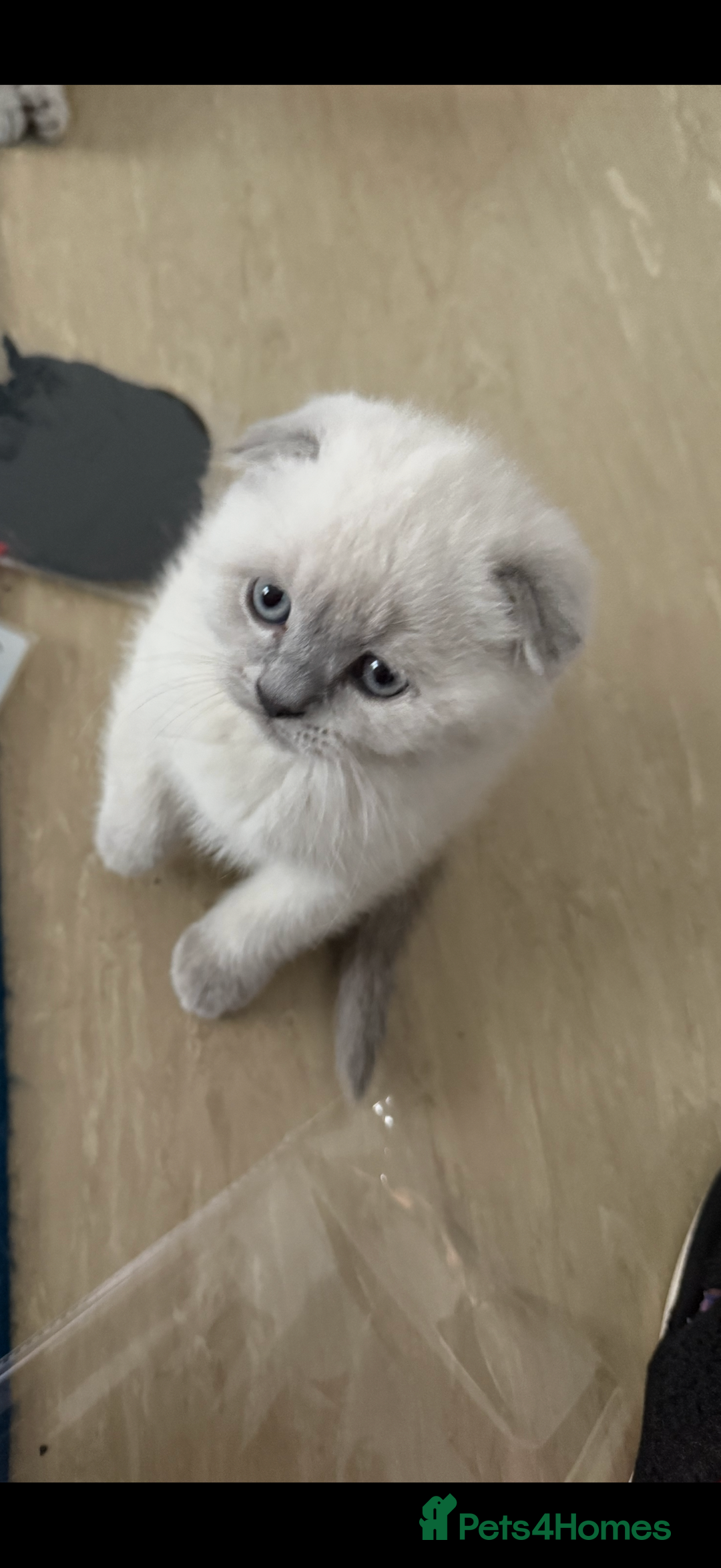 Scottish Fold cats for sale: Scottish Fold Kittens  - Advert 25