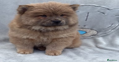 Chow Chow dogs - Advert 8