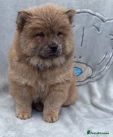 Chow Chow dogs - Advert 5