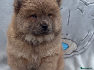 Chow Chow dogs - Advert 2