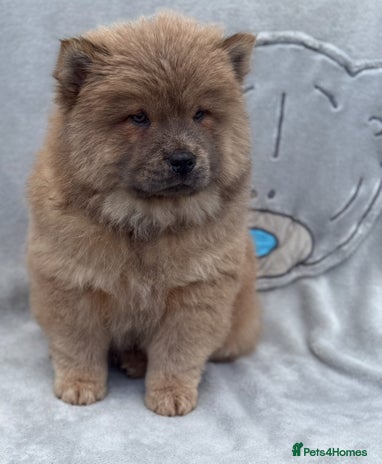 Chow Chow dogs - Advert 1