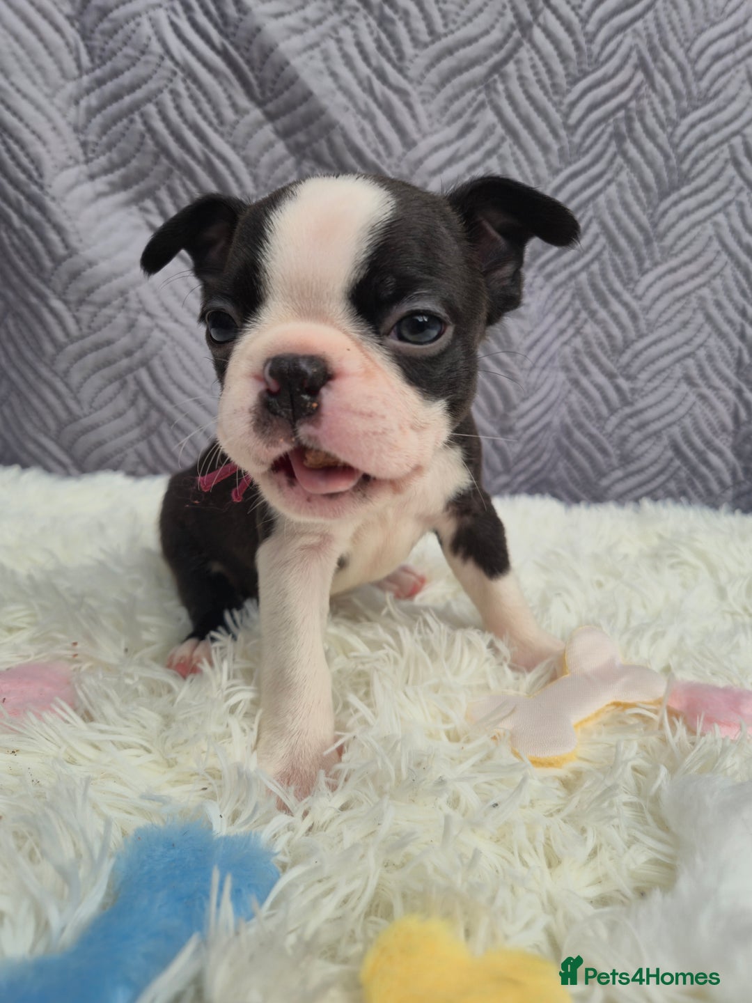 Boston Terrier dogs for sale: Superb litter of boston terriers. - Image 14