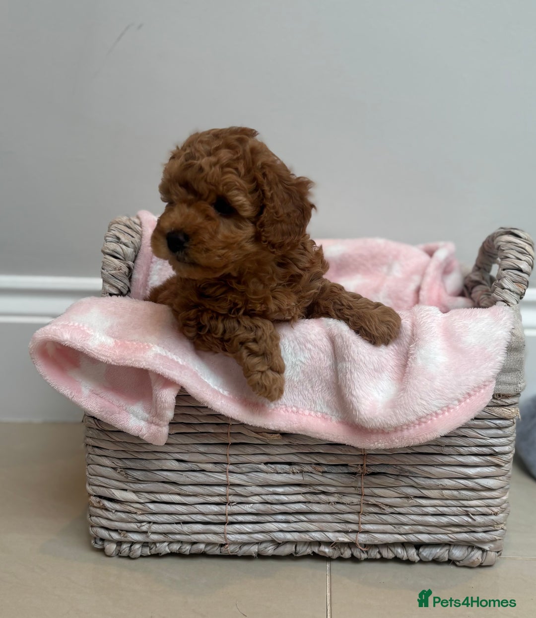 Cavapoo dogs for sale:  GORGEOUS EXTENSIVELY HEALTH TESTED TOY CAVAPOOS - Image 5