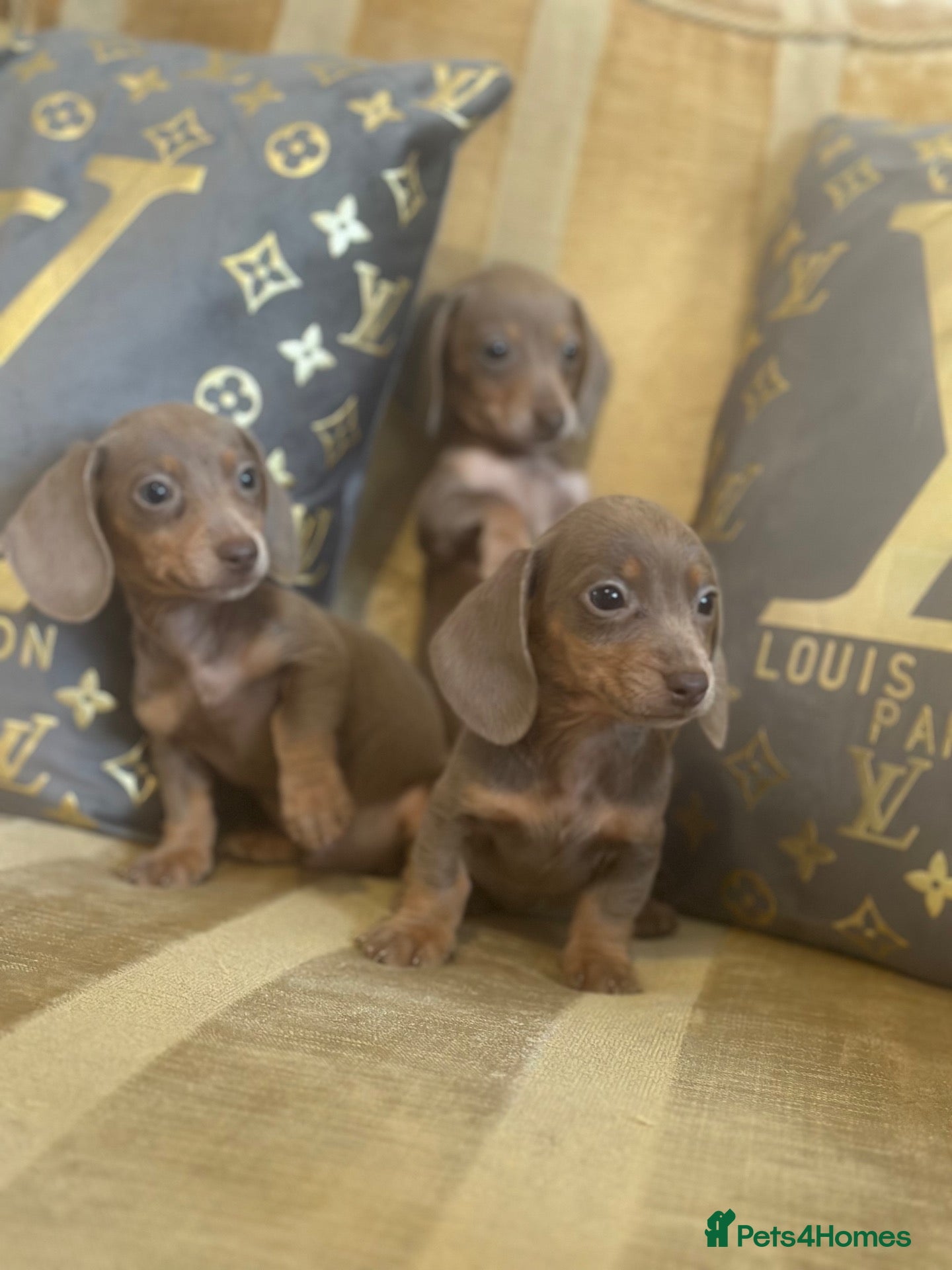 Miniature Dachshund dogs Puppy’s available now £850 ((9week old ) - Advert 4