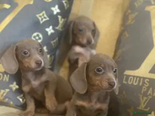 Miniature Dachshund dogs Puppy’s available now £850 ((9week old ) - Advert 4