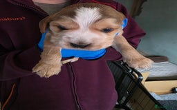 Cocker Spaniel dogs for sale: Beautiful cocker spaniel pups - Image 5