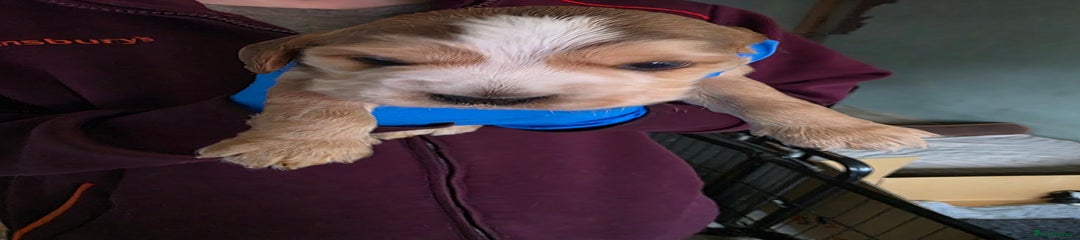 Cocker Spaniel Puppy 4