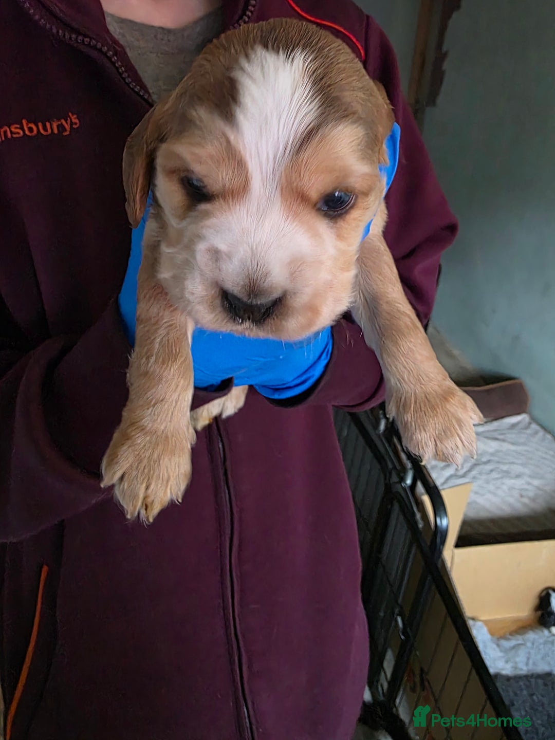 Cocker Spaniel dogs for sale: Beautiful cocker spaniel pups - Image 5