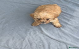 Mixed Breed dogs for sale: Lucus terrier cross toy poodle puppies - Advert 2