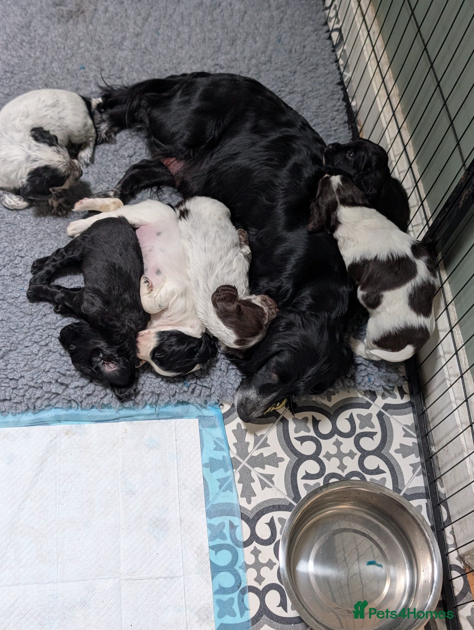 Sprocker dogs Sprockers  - Advert 2