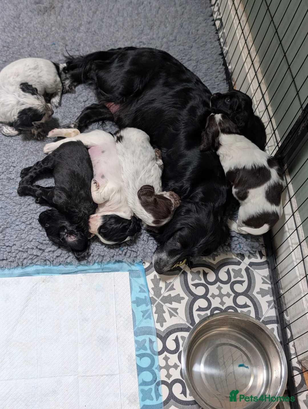 Sprocker dogs for sale: Sprockers  - Advert 2