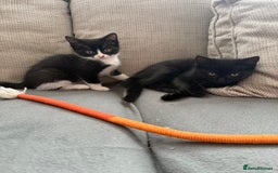 Mixed Breed cats for sale: Kittens  - Image 3