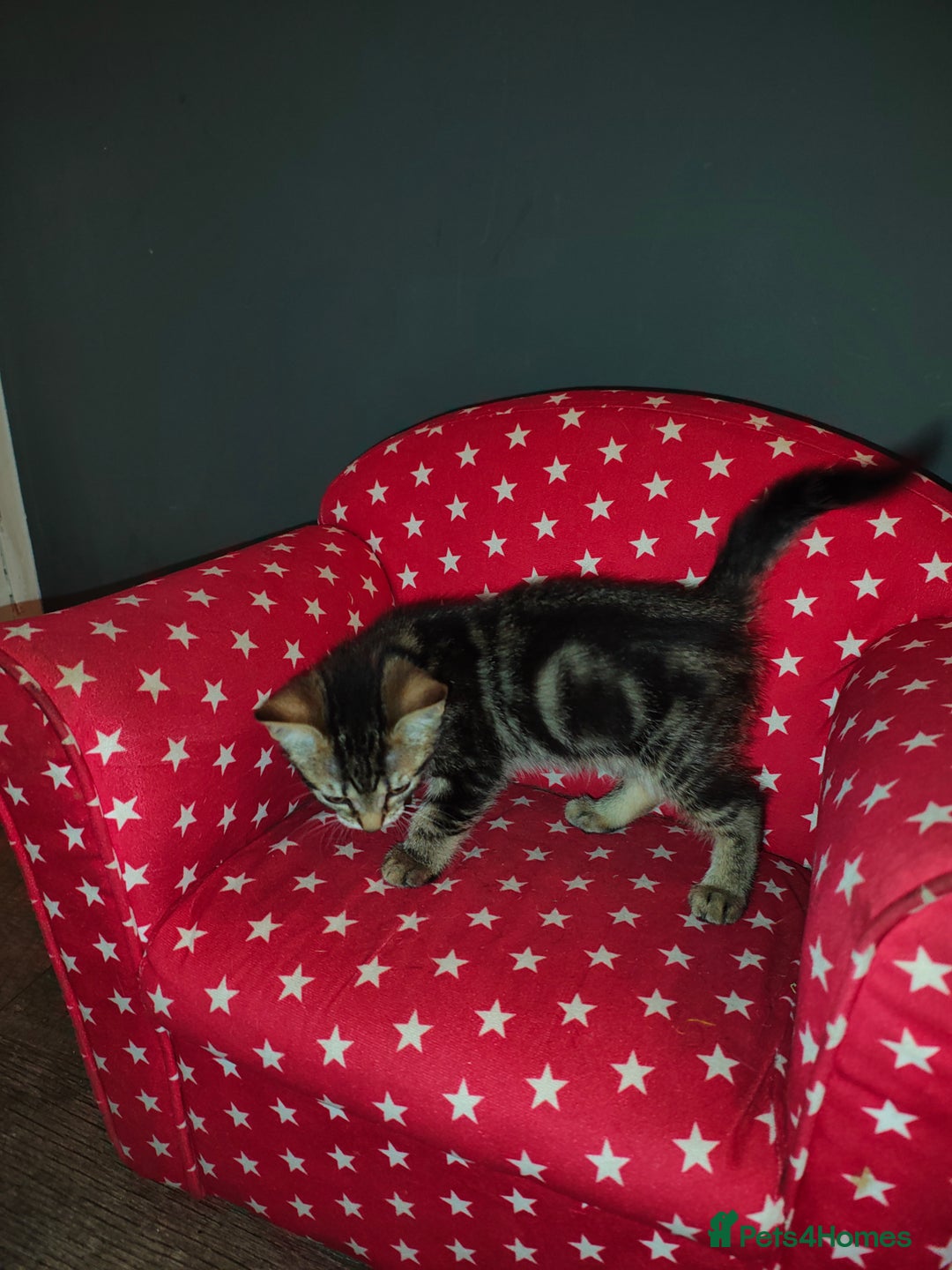 Mixed Breed cats for sale: Kittens - Image 2