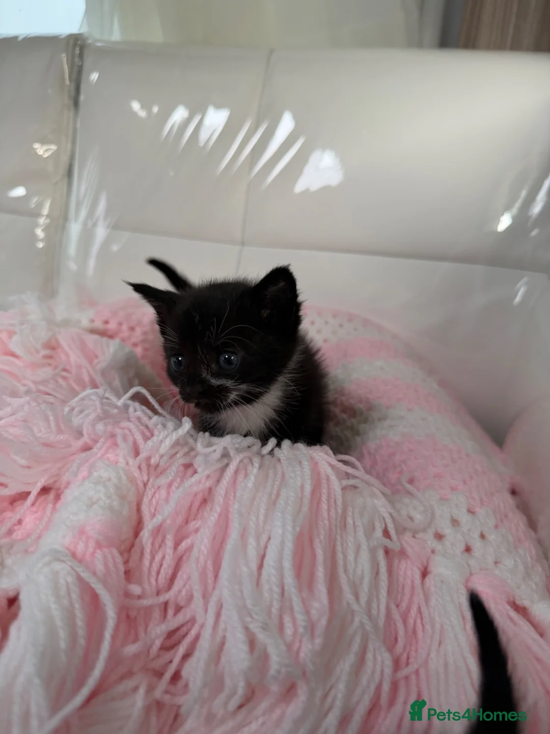 Siamese cats for sale: Siamese listens looking for new homes in Kilmarnock - Advert 9