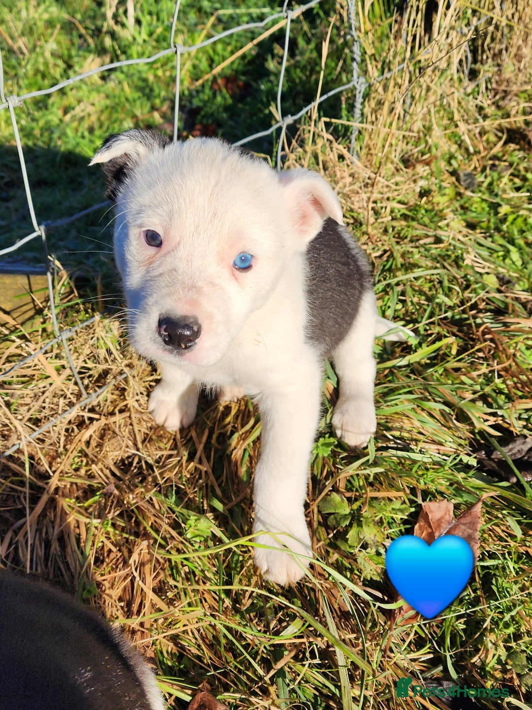 Border Collie dogs for sale: Border Collie Puppies  - Advert 5