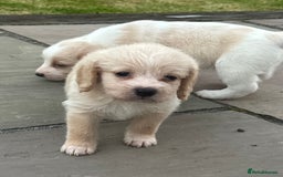Mixed Breed dogs for sale: Beautiful Beagle X Cavapoo Puppies 🐾  - Image 16