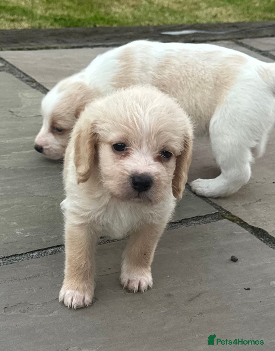 Mixed Breed dogs for sale: Beautiful Beagle X Cavapoo Puppies 🐾  - Image 16