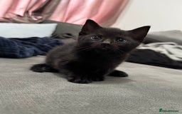 Mixed Breed cats for sale: 3 stunning mixed breed kittens - Image 2