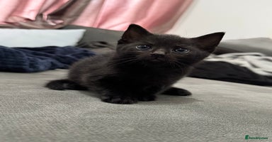 Mixed Breed cats - Advert 4