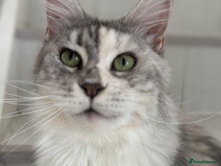 Maine Coon cats - Advert 11