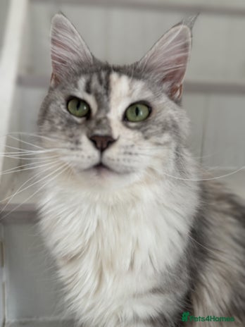 Maine Coon cats - Advert 2