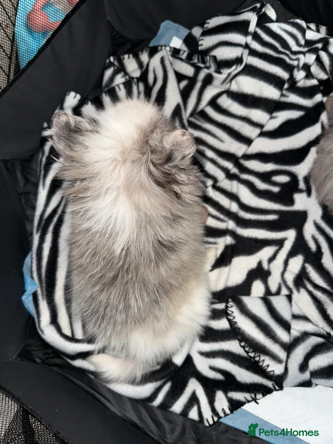 Pomeranian dogs for sale: Stunning Pomeranian Puppy’s 🫶🏽 - Advert 11