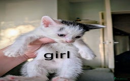 Mixed Breed cats for sale: Kittens for sale  - Image 5