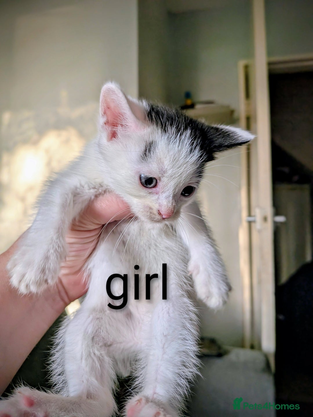 Mixed Breed cats for sale: Kittens for sale  - Image 5