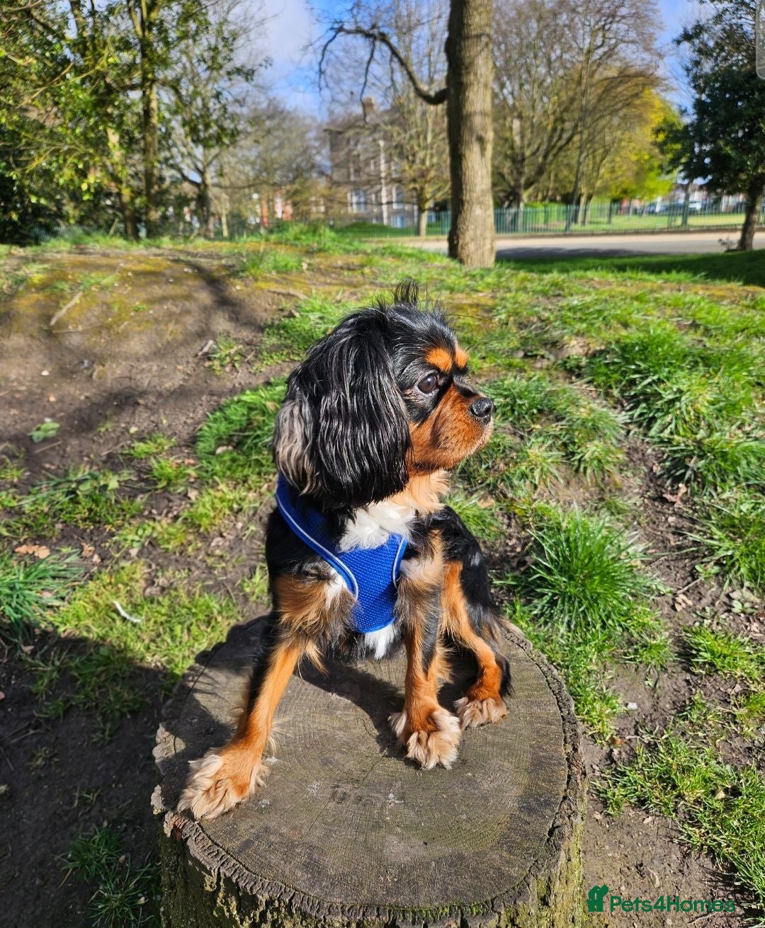 Cavalier King Charles Spaniel dogs Geordie kc cavalier - Advert 2