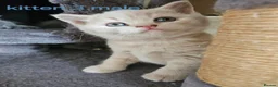 British Shorthair cats for sale: Champion lines British Shorthair kittens  - Advert 5