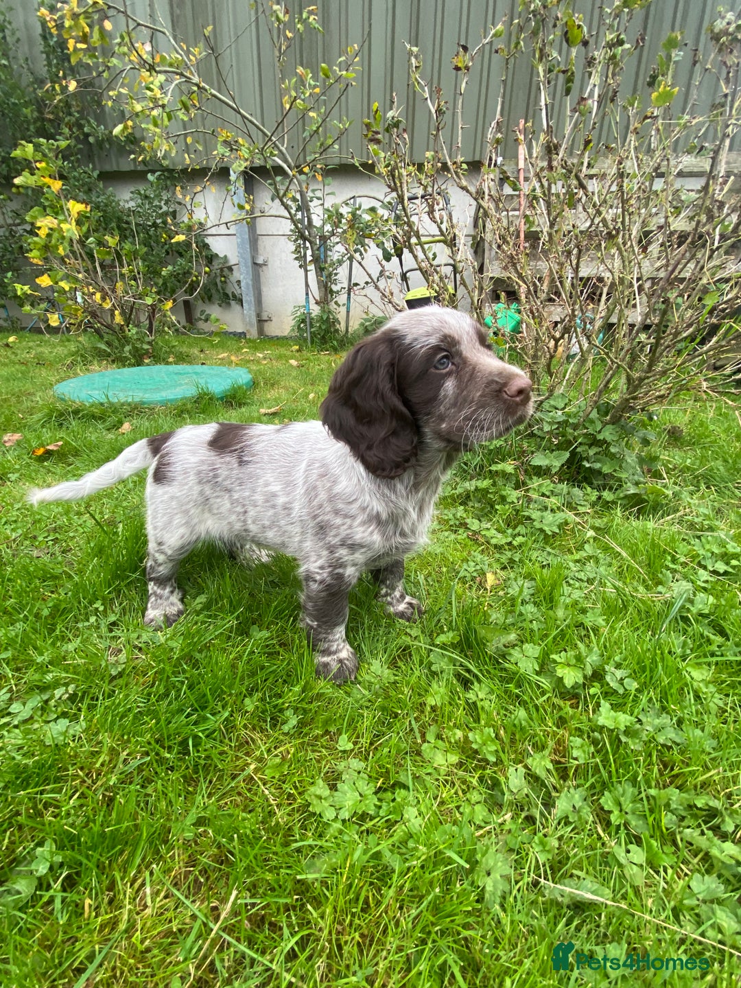 Cocker Spaniel dogs for sale: Beautiful cocker puppies - Image 28