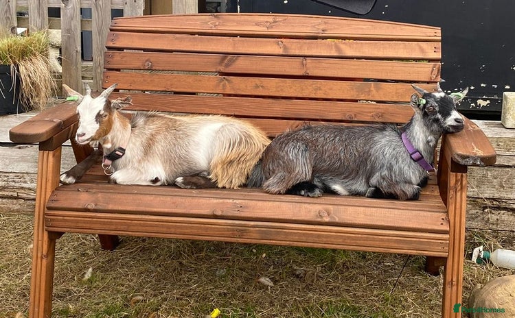Goats livestock - Advert 1