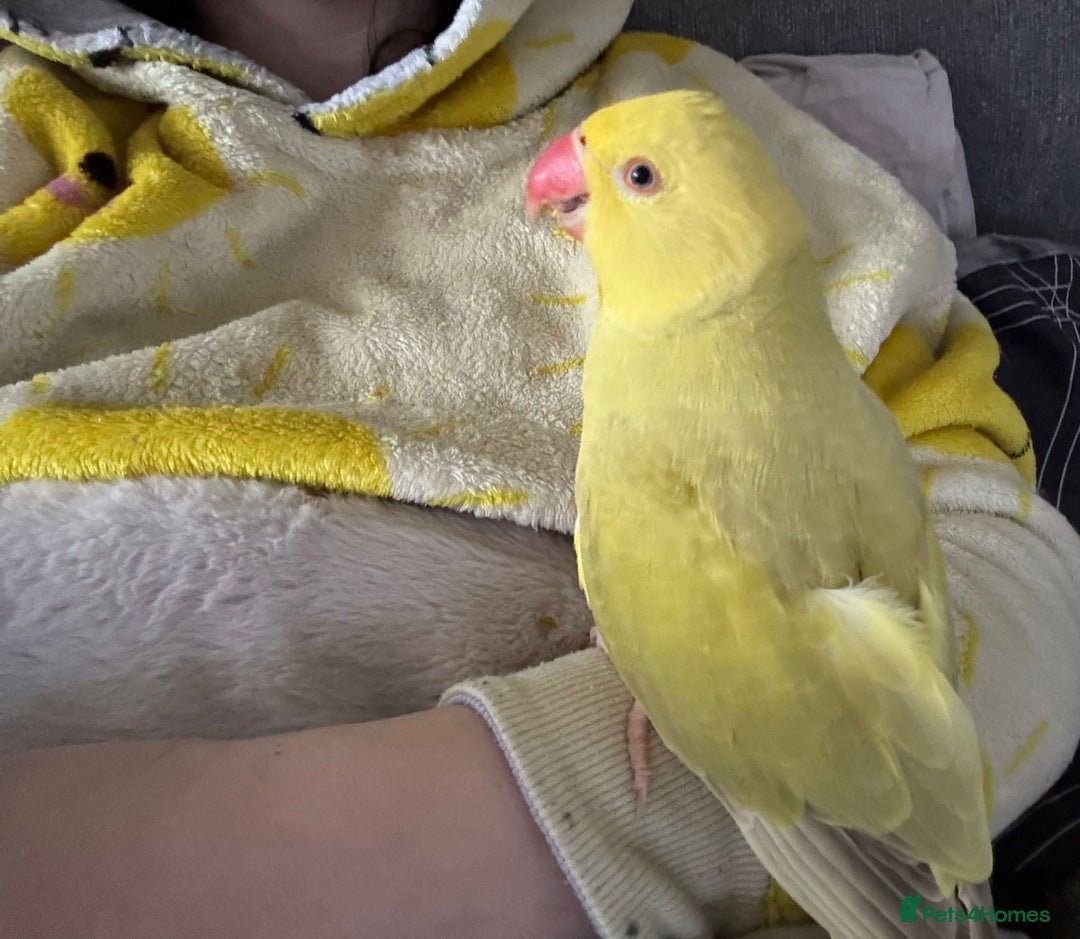 Ringnecks birds for sale: Ringneck for sale - Advert 2