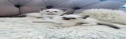 Ragdoll cats for sale: Ragdoll pure breed kittens!!! - Advert 18